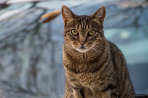 Campagne stérilisation des chats