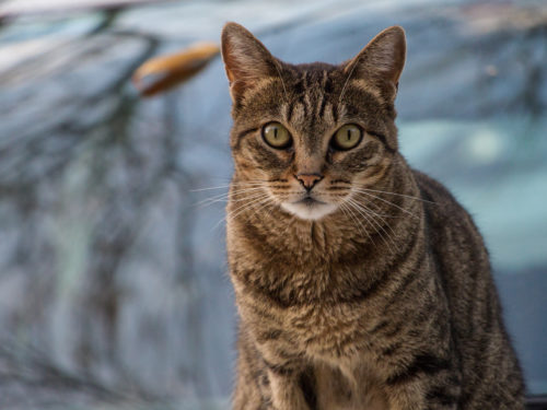 Campagne stérilisation des chats